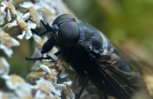 Dasyrhamphis ater
